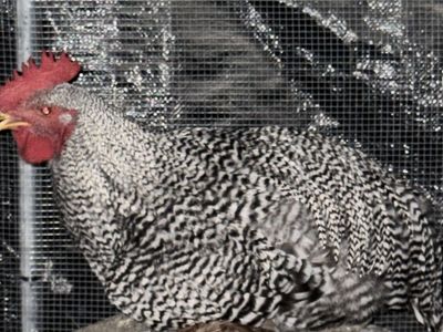 Two Plymouth Rock Roosters