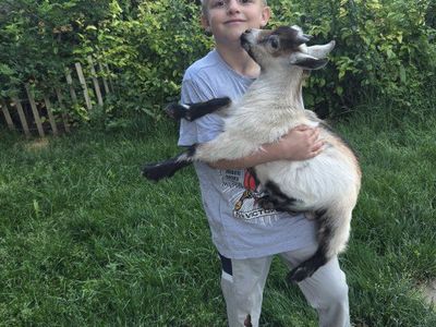 super sweet bottle fed nigerian buck