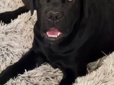 World Champion line Cane Corso puppies for sale!