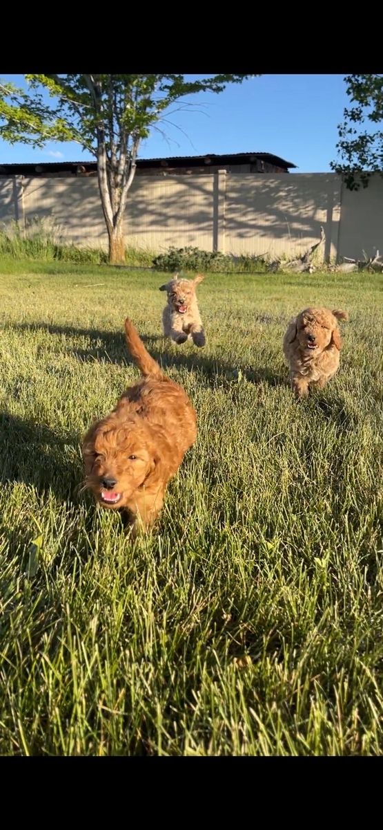 Mini golden doodles
