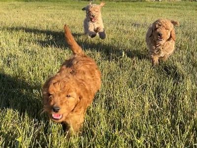 Mini golden doodles