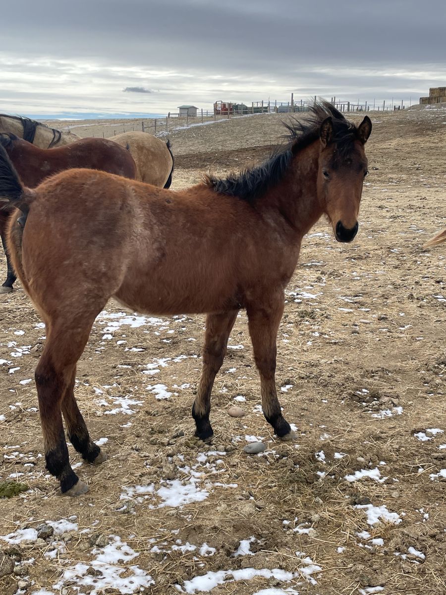 2025 Bay Quarter Horse Colt