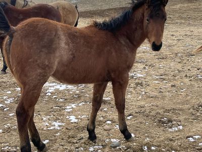 2025 Bay Quarter Horse Colt