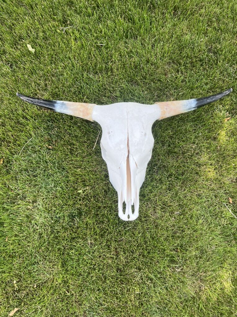 Steer Head Bleached And Polished