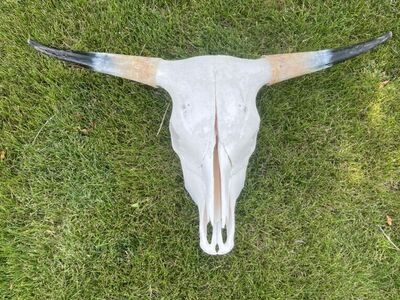 Steer Head Bleached And Polished