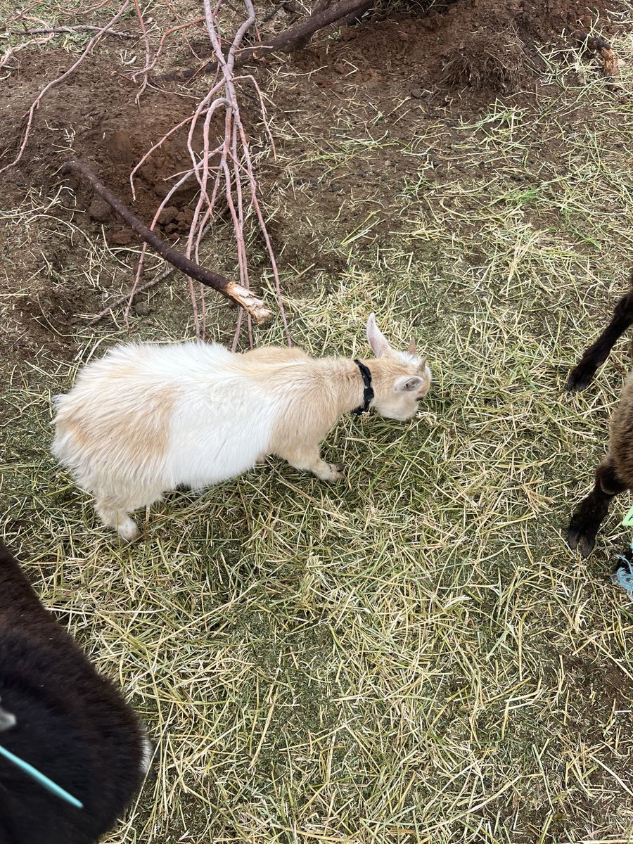 Pigmy doeling and buckling