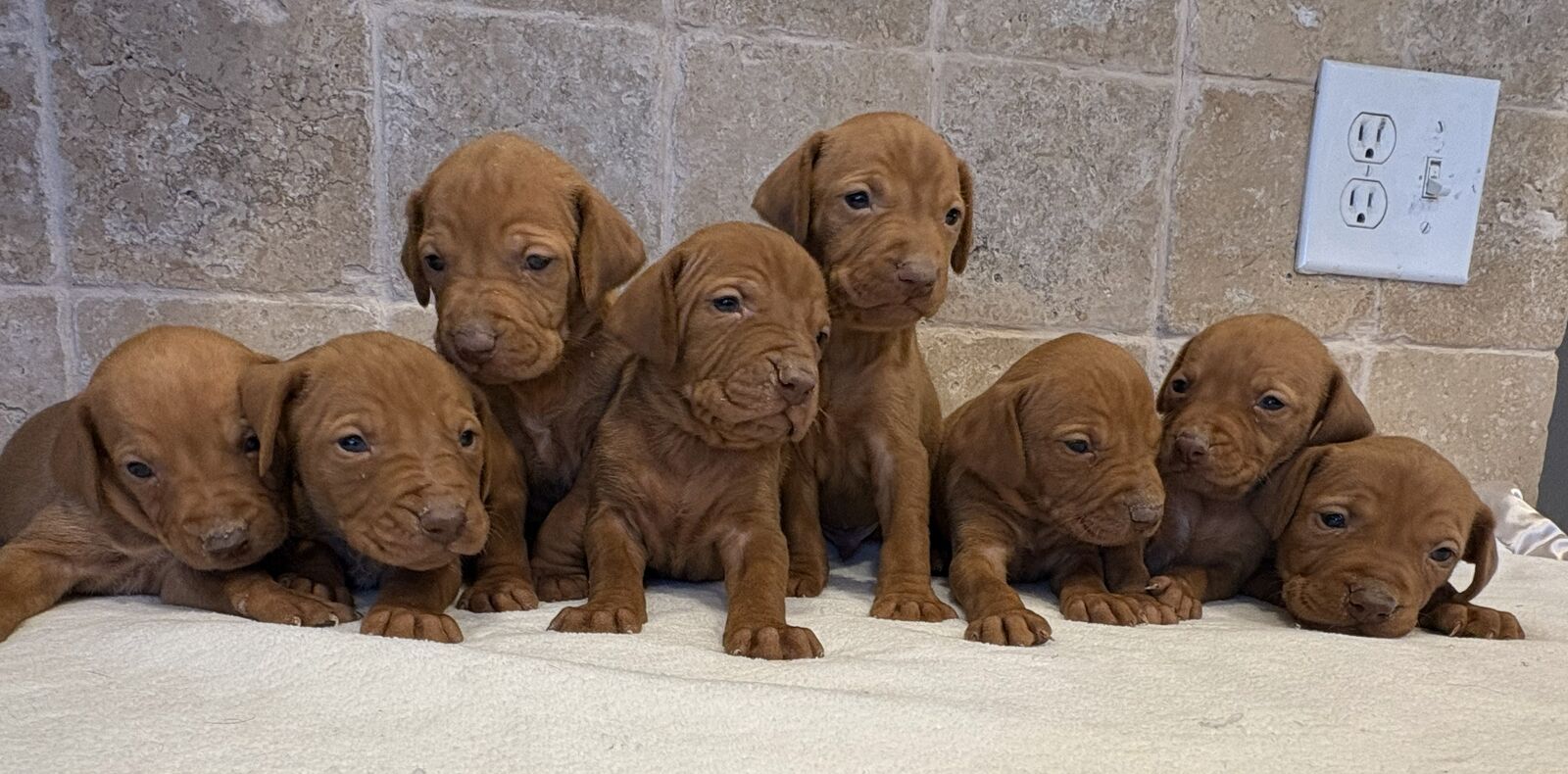 AKC Vizsla Puppies