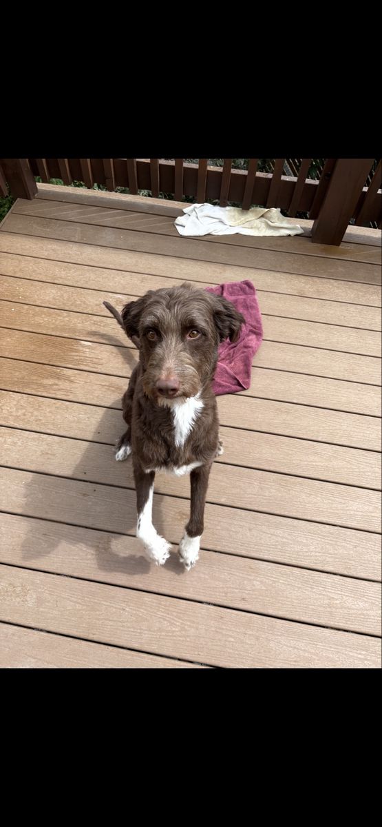 Aussiedoodle dog for sale