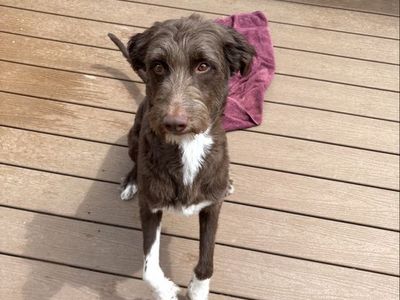 Aussiedoodle dog for sale