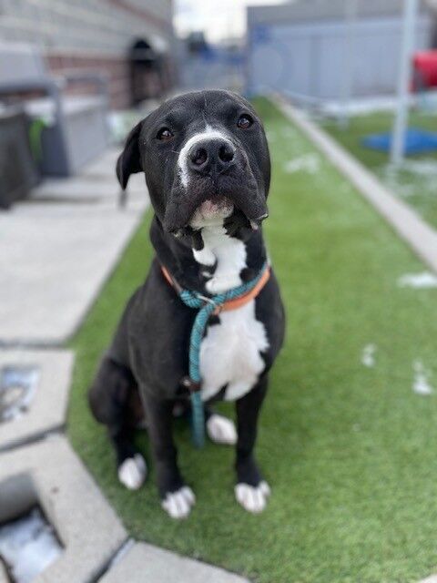 A160107 Churro is Available for Adoption!