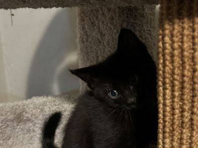 Adorable Black Kittens Looking for a Loving Home - Playful & Affectionate
