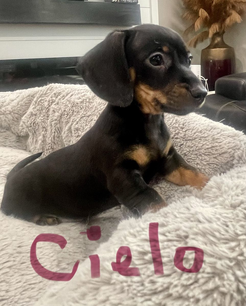 Mini Dachshund