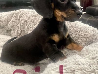 Mini Dachshund