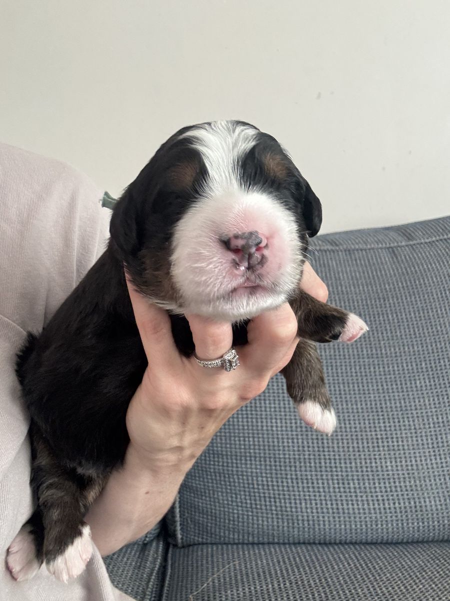 Bernese Mountain Dog puppies-- AKC Registered