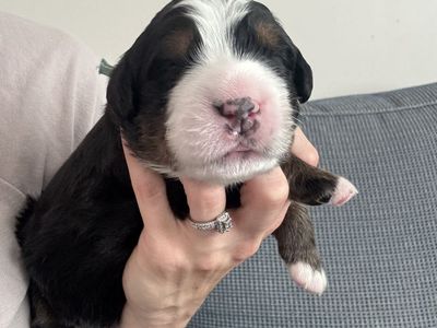 Bernese Mountain Dog puppies-- AKC Registered
