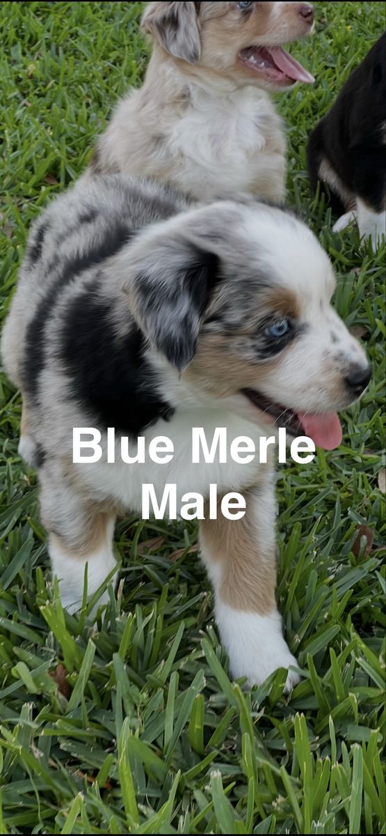 Australian Shepherd