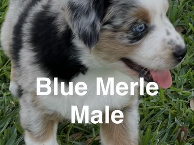 Australian Shepherd