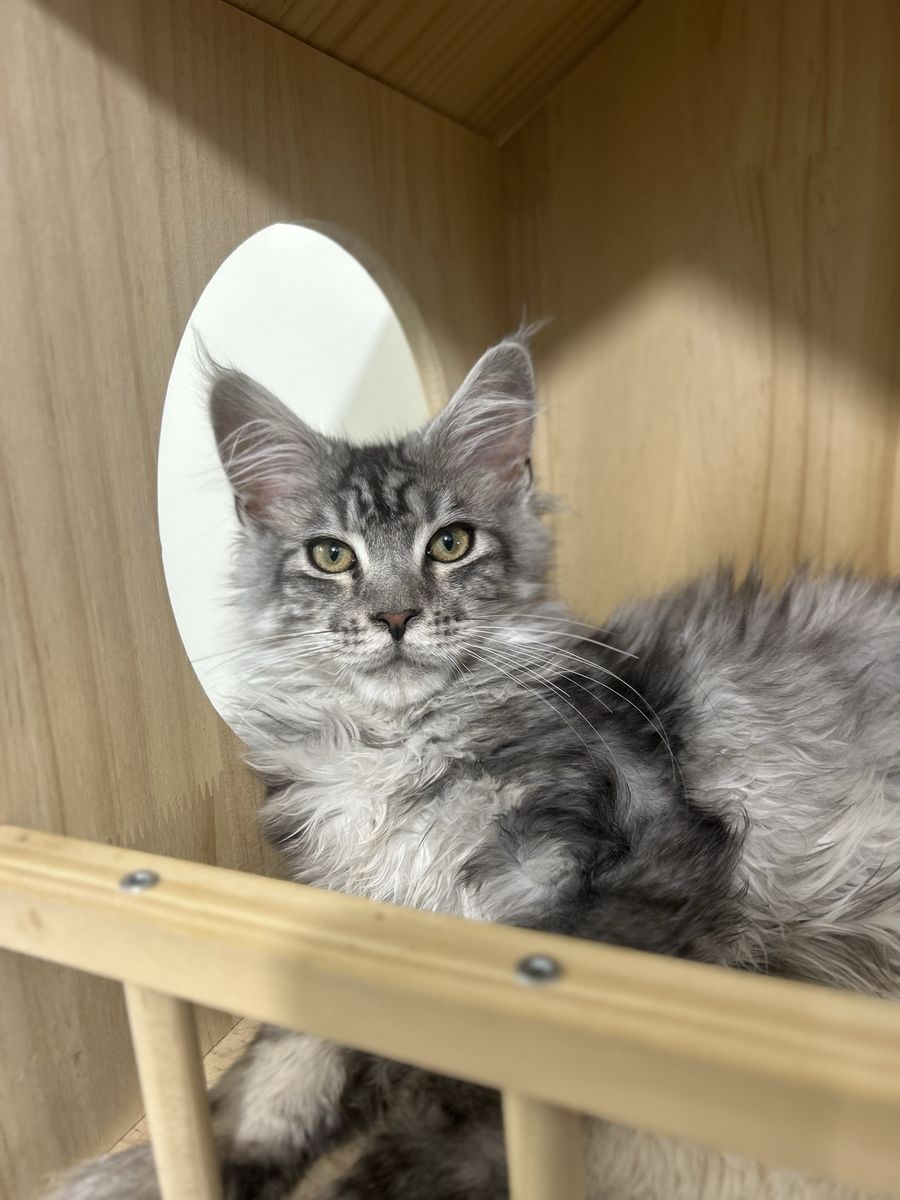 TICA Registered Male Maine Coon Kittens