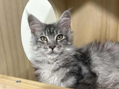 TICA Registered Male Maine Coon Kittens
