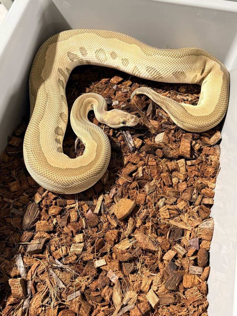 2-Year-Old Male Leopard Mojave Clown Ball Python