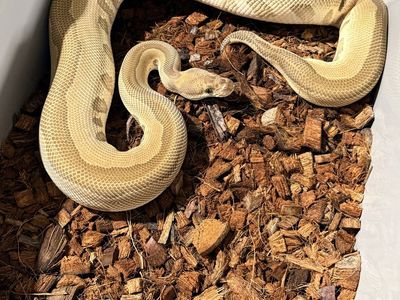 2-Year-Old Male Leopard Mojave Clown Ball Python