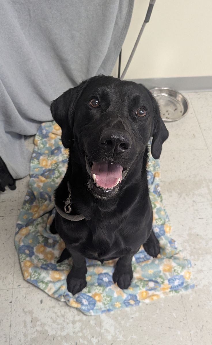 A160671 Happy Labby is Available for Adoption!