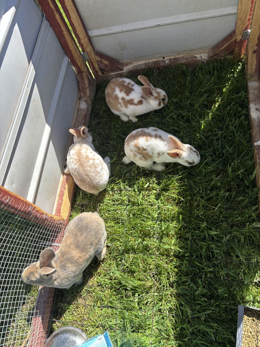 Pure Standard Rex Rabbit Bucks