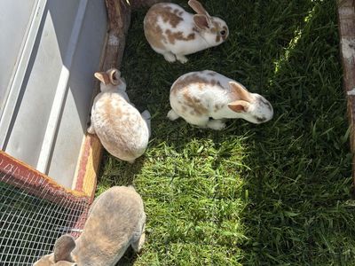 Pure Standard Rex Rabbit Bucks
