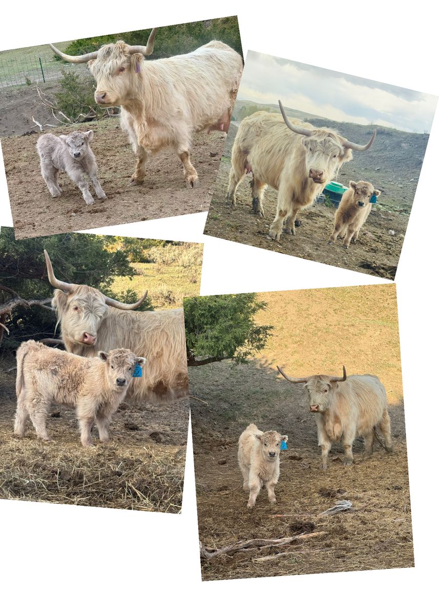 Mini Highland calf