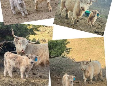 Mini Highland calf