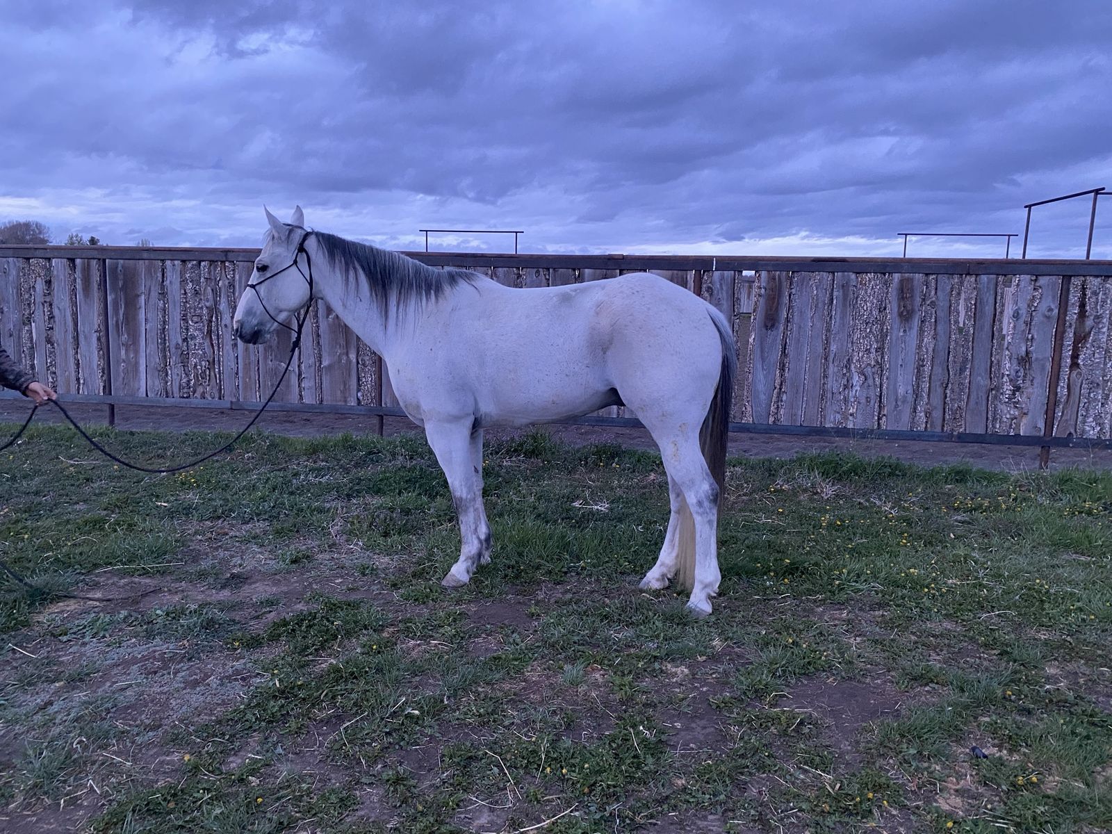 2015 Grey Gelding