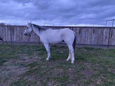 2015 Grey Gelding