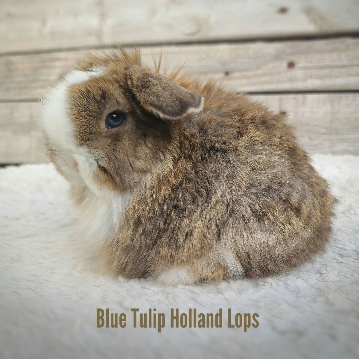 Blue Eyed Holland lop!