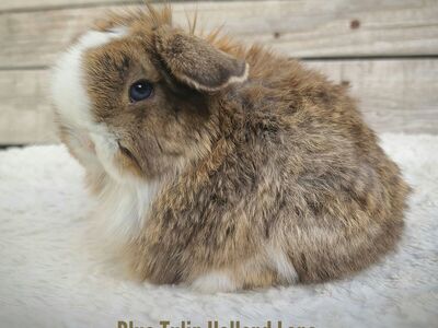 Blue Eyed Holland lop!