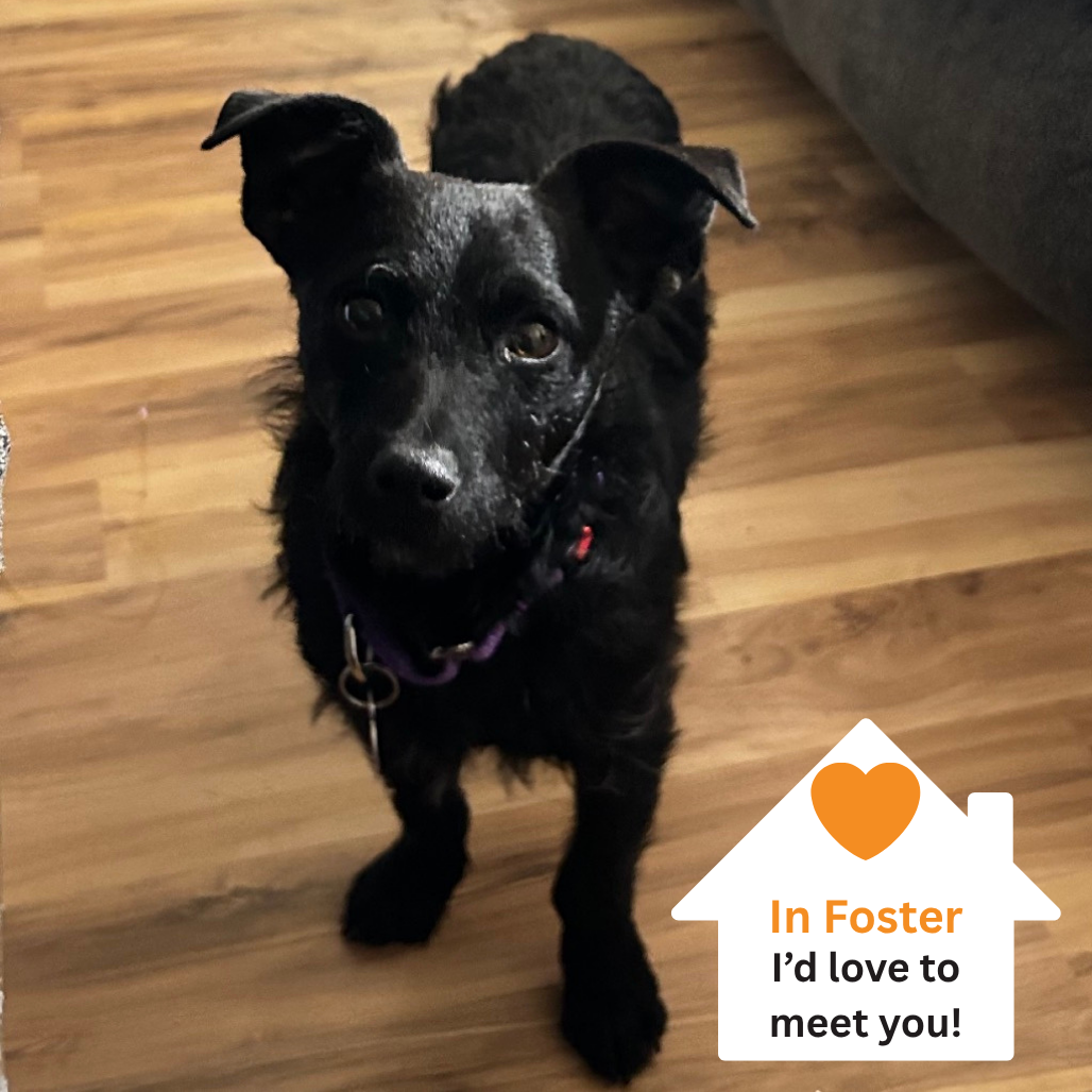 Hello my name is Hooch