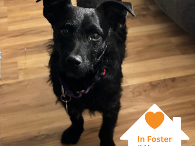 Hello my name is Hooch