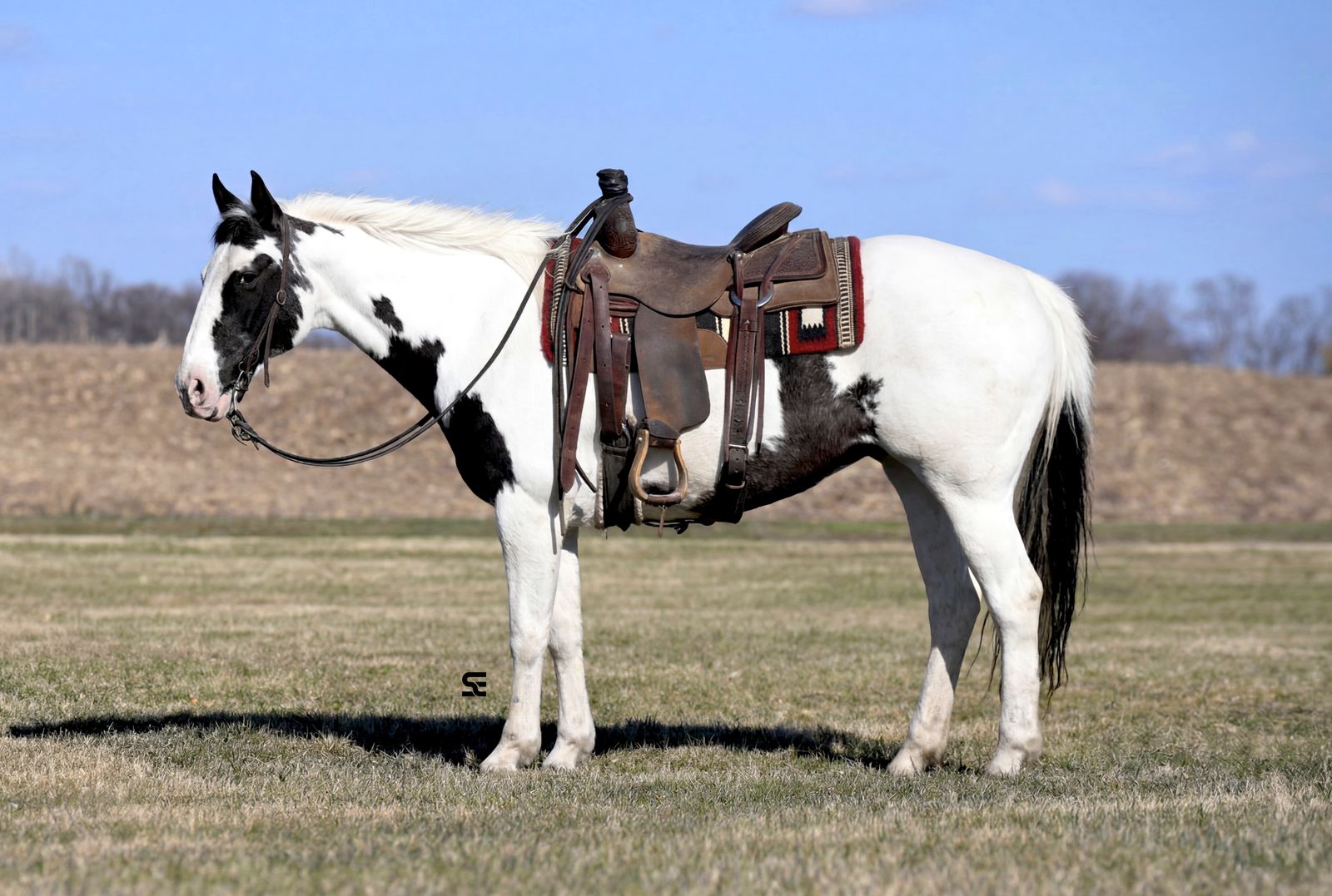 PAINTED Family Safe Trail Horse Deluxe!