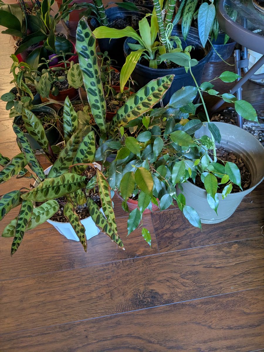 Free plants