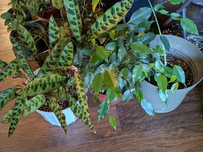 Free plants