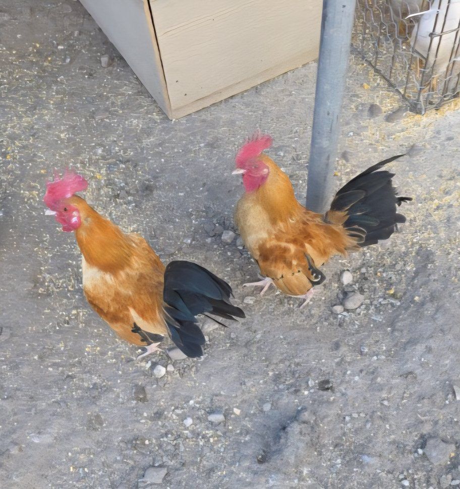 kikirikis and bantam