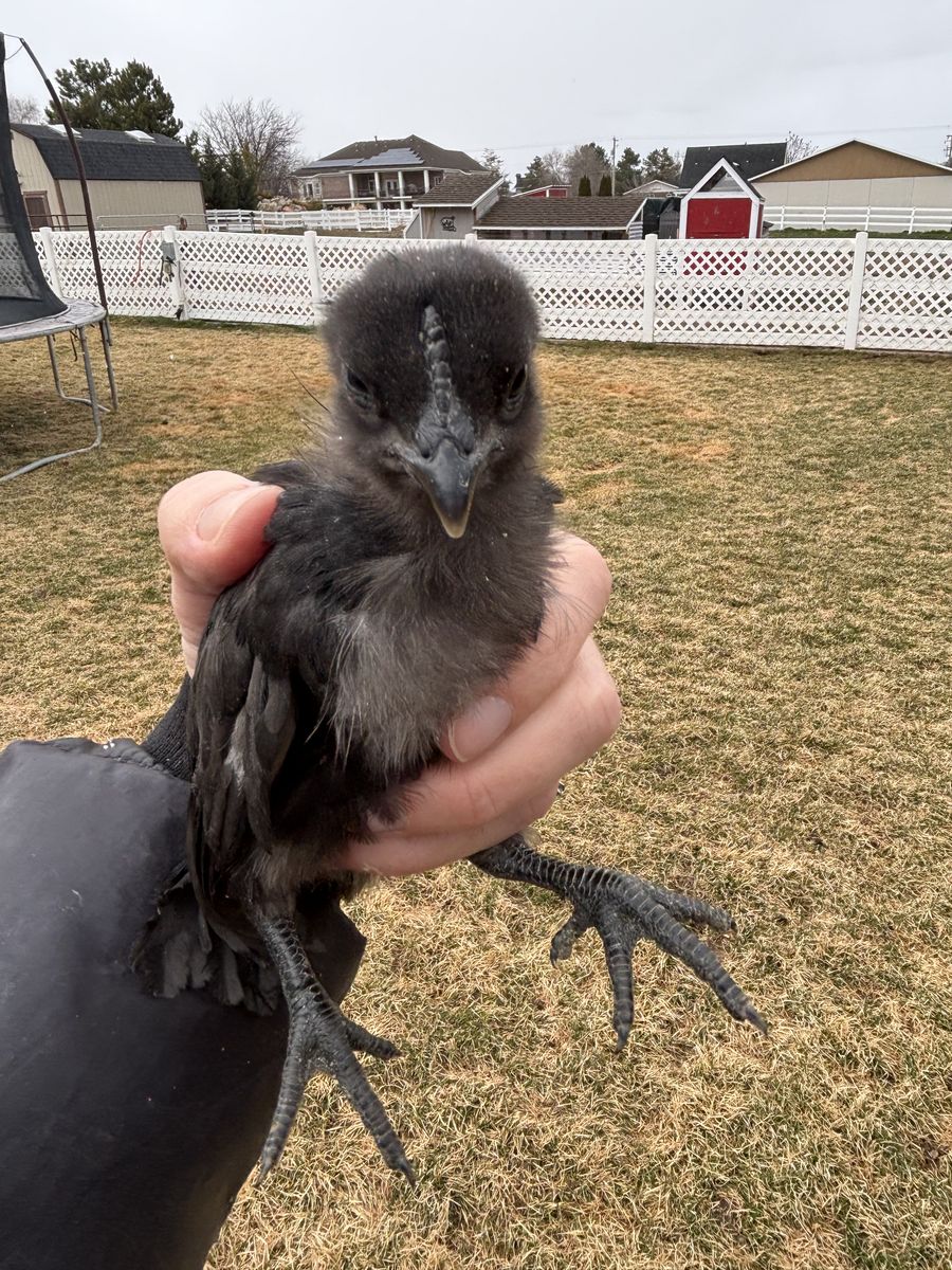 Ayem Cemani  Chicks