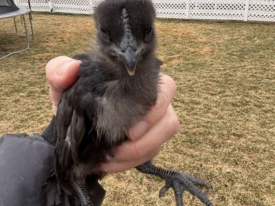 Ayem Cemani Chicks