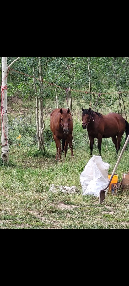 6 year old grade quarter horse bay mare