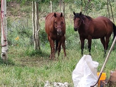 6 year old grade quarter horse bay mare