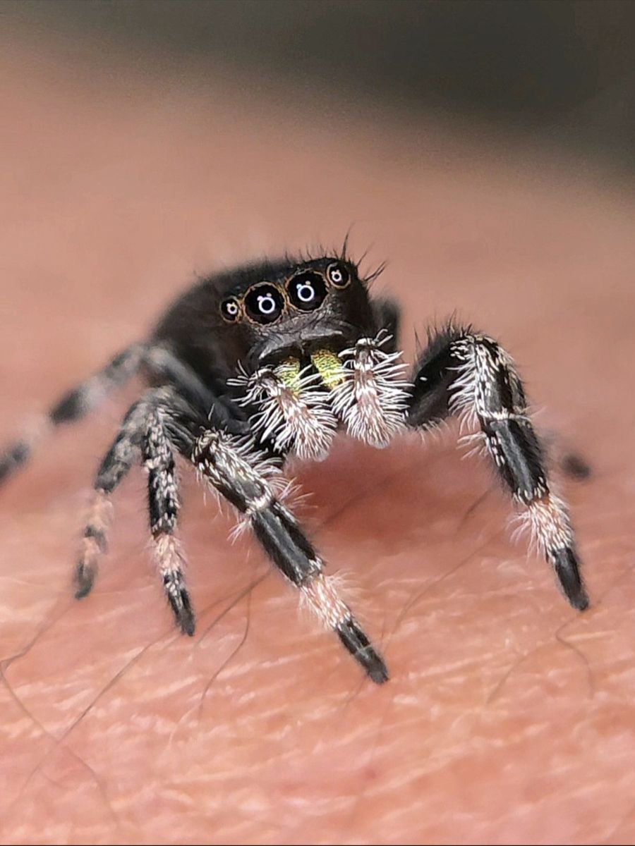 Regal (Phidippus Regius) jumping spiders for sale