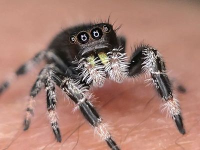 Regal (Phidippus Regius) jumping spiders for sale