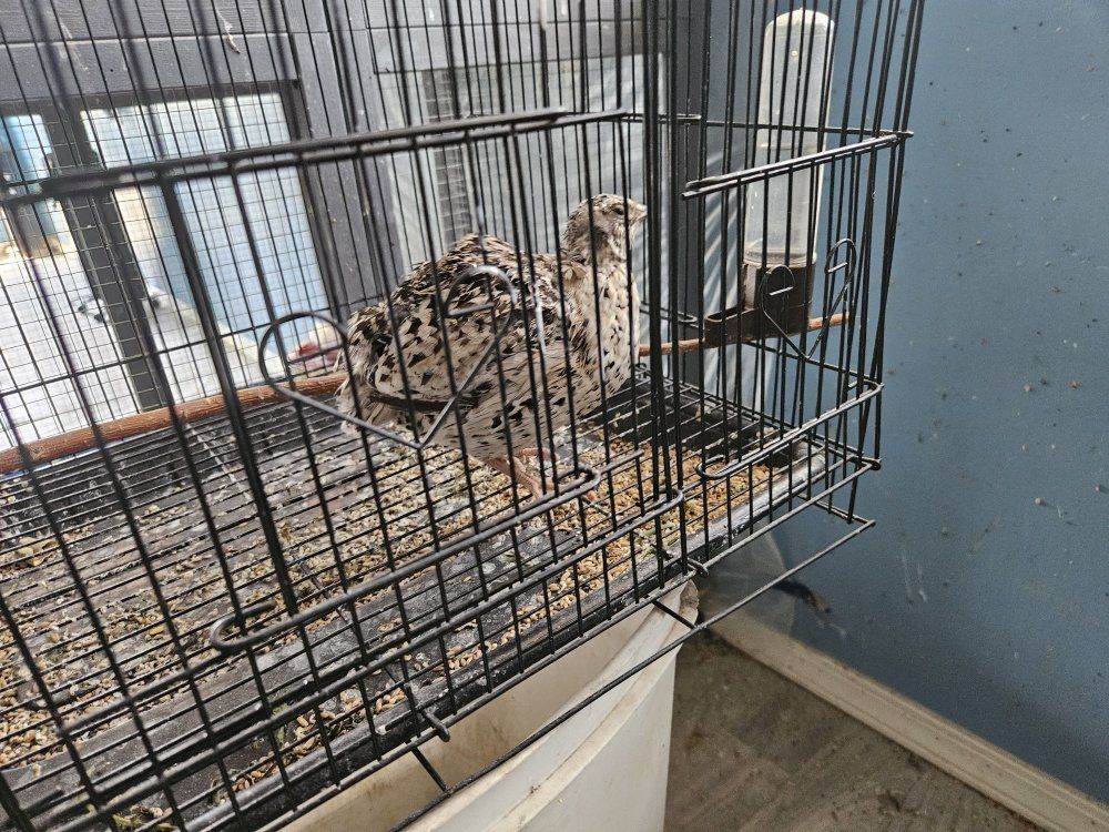 contornix quails female 7 months