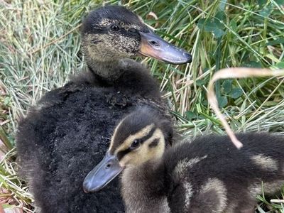 Cleopatra and Antony the Duckling Duo