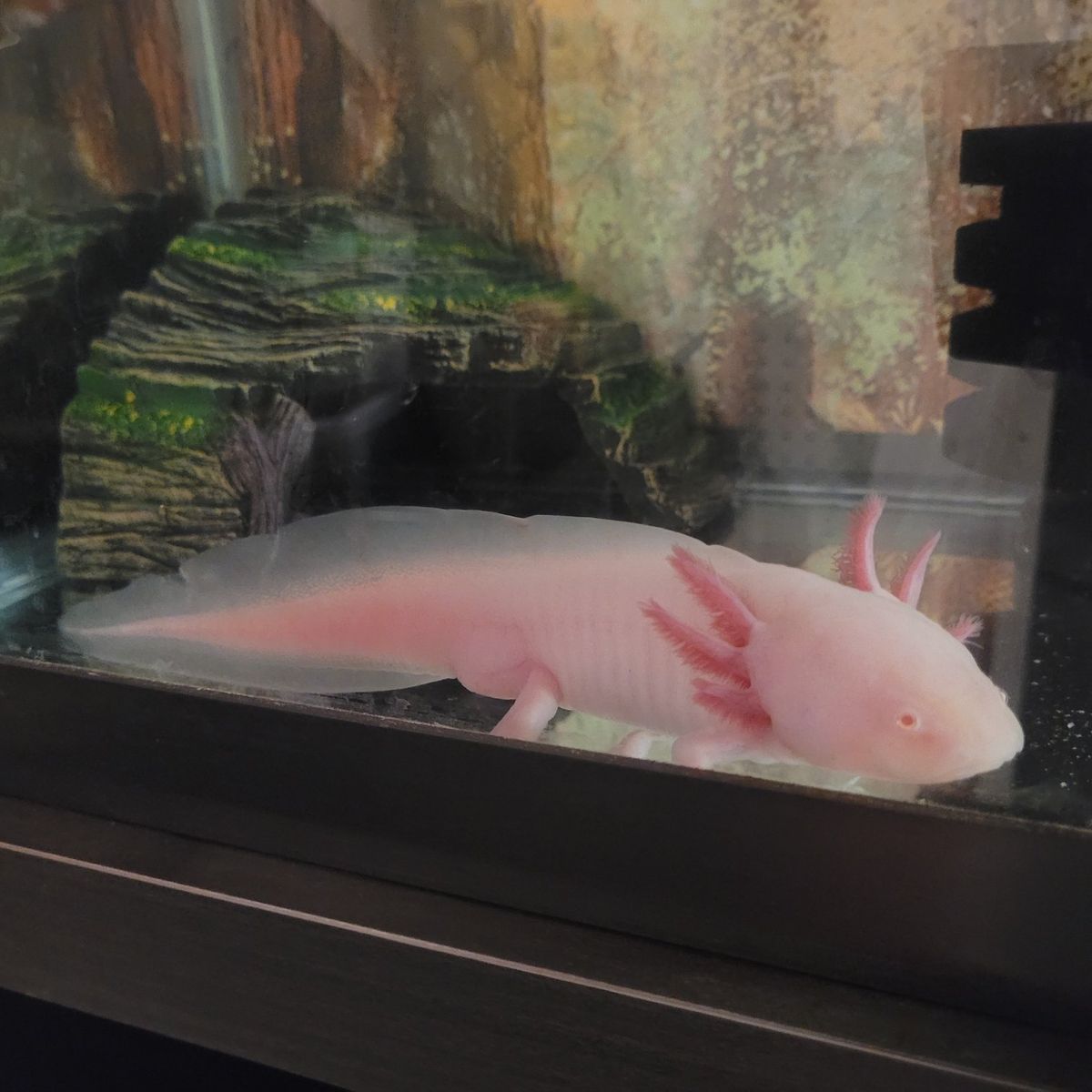 Axolotl
