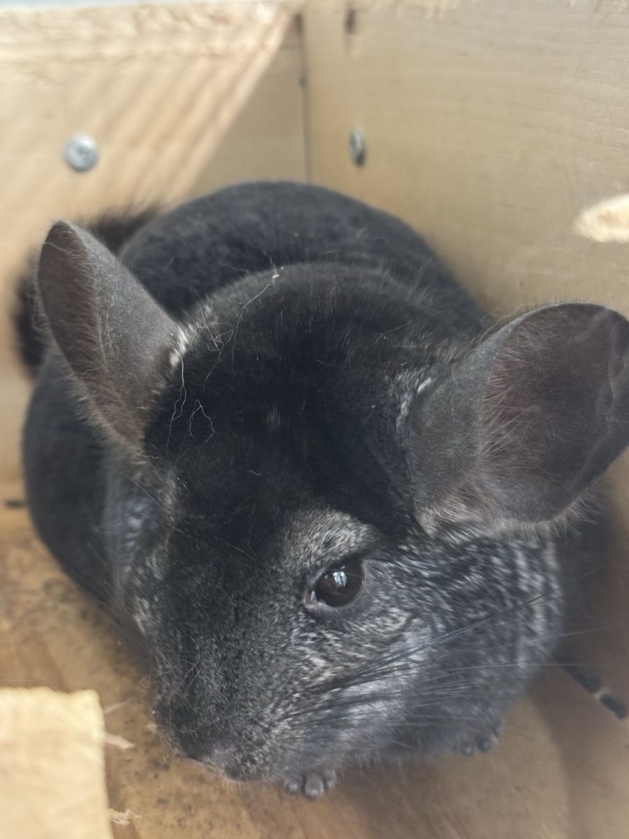 2 Pet Chinchillas